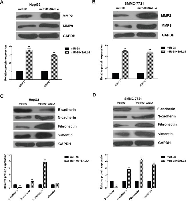 Overexpression of SALL4 eliminates the inhibitory effects of miR-98 on MMPs expression and EMT in HCC cells.