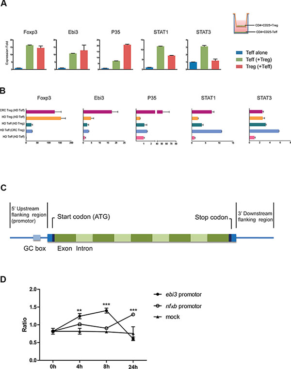 The transcriptional activity of the EBI3 promoter was induced by stimulation with IL-35.