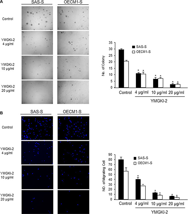 Reduced in vitro malignancy of sphere cells treated with YMGKI-2.
