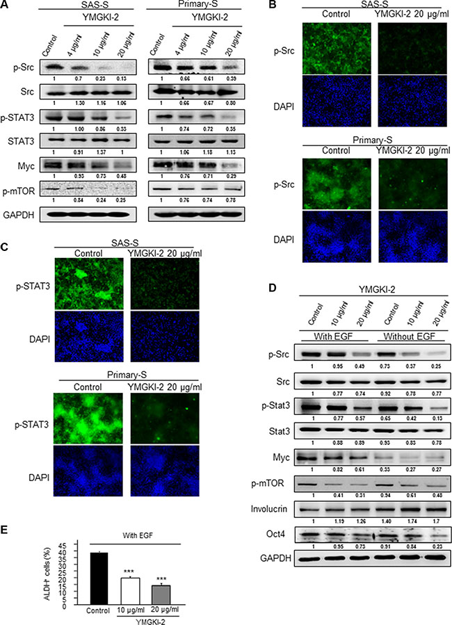 Inactivation of STAT3 and Src activity by YMGKI-2 treatment.