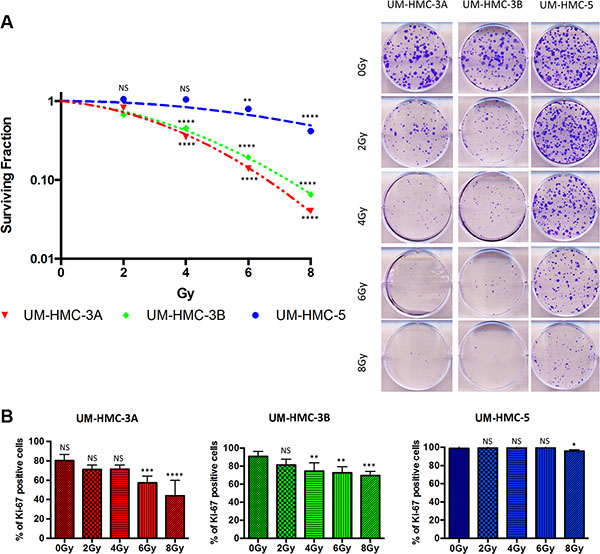 Intrinsic resistance of MEC cells to IR.