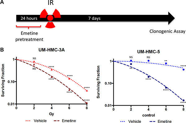 Pharmacological inhibition of NF&#x03BA;B sensitizes MEC cells to IR.