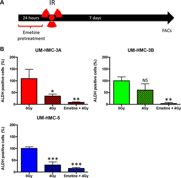 A combination of NF&#x03BA;B inhibition and IR efficiently deplete CSCs.