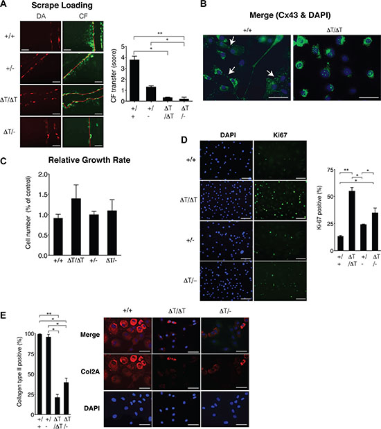 CTD-deficient cells displayed altered cell behaviour.