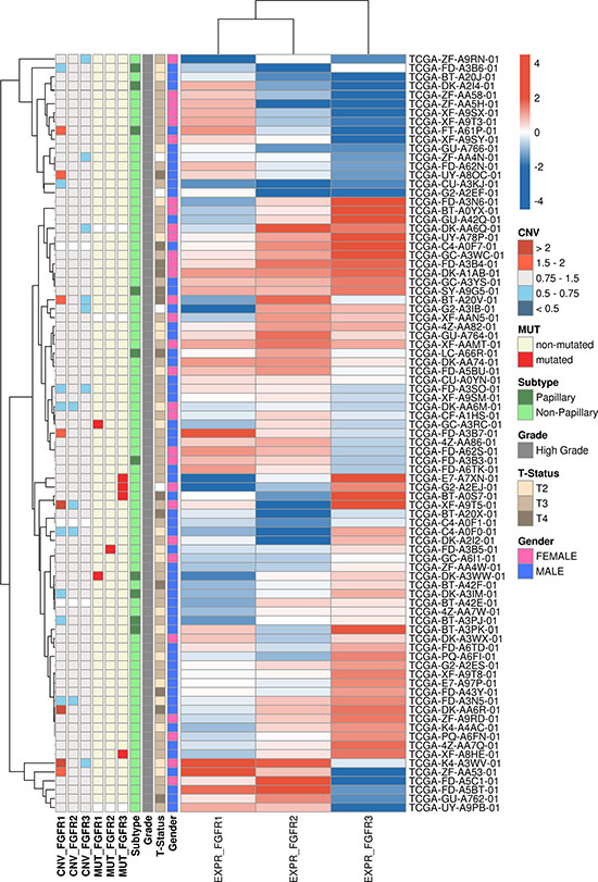 Heatmap showing the FGFR1, FGFR2 and FGFR3 mRNA expression in the 85 &#x201C;squamous-like&#x201D; bladder cancer samples identified by hierarchical cluster analysis of the entire TCGA cohort.