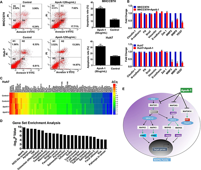 ApoA-1-induced apoptosis was associated with mitogen-activated protein kinase (MAPK) pathway.