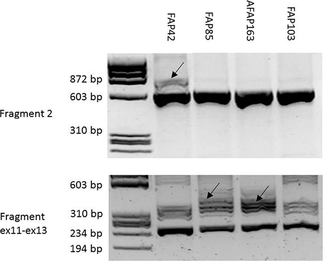 RT-PCR (42, 85-1, 163, 103).