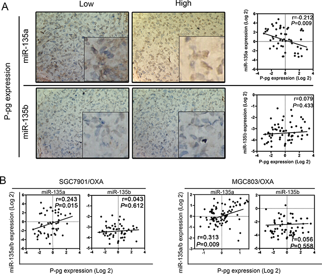 Relationship between miR-135 family levels and P-gp expression in GC patients.