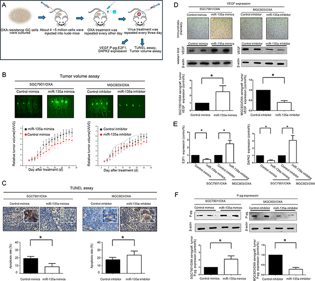 Lentiviral administration of miR-135a suppresses OXA-resistant GC cell growth in vivo.