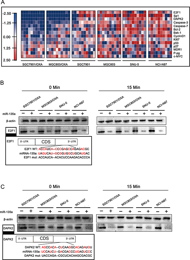 miR-135a downregulates E2F1 and DAPK2 in OXA-resistant GC cells.