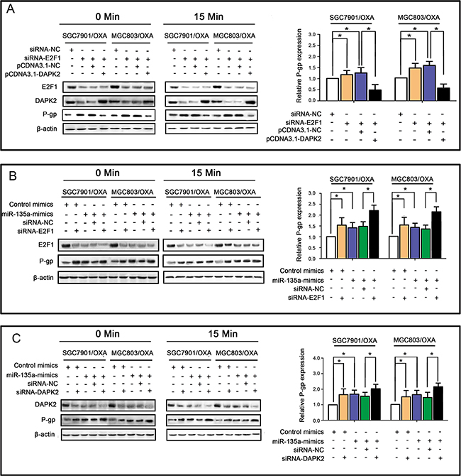 miR-135a promotes OXA resistance in GC cells by suppressing the E2F1/DAPK2 signaling pathway.