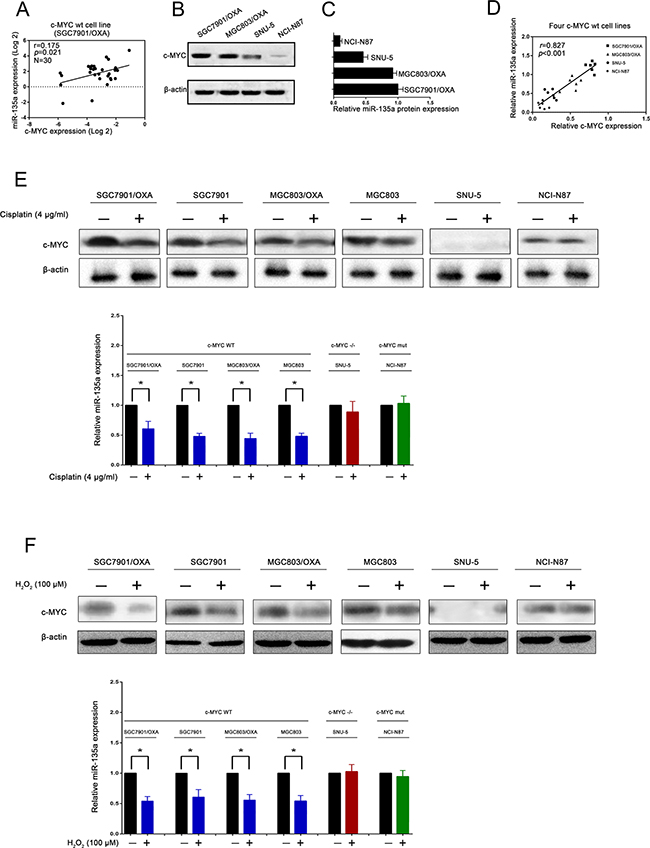 miR-135a promoting oxaliplatin resistance in gastric cancer cells is regulated by c-MYC.