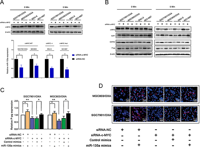 miR-135a promoting oxaliplatin resistance in gastric cancer cells is regulated by E2F1/DAPK2/P-pg axis.