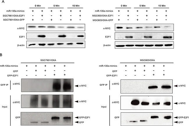 Association of E2F1 with c-MYC in miR-135a-induced oxaliplatin resistance.