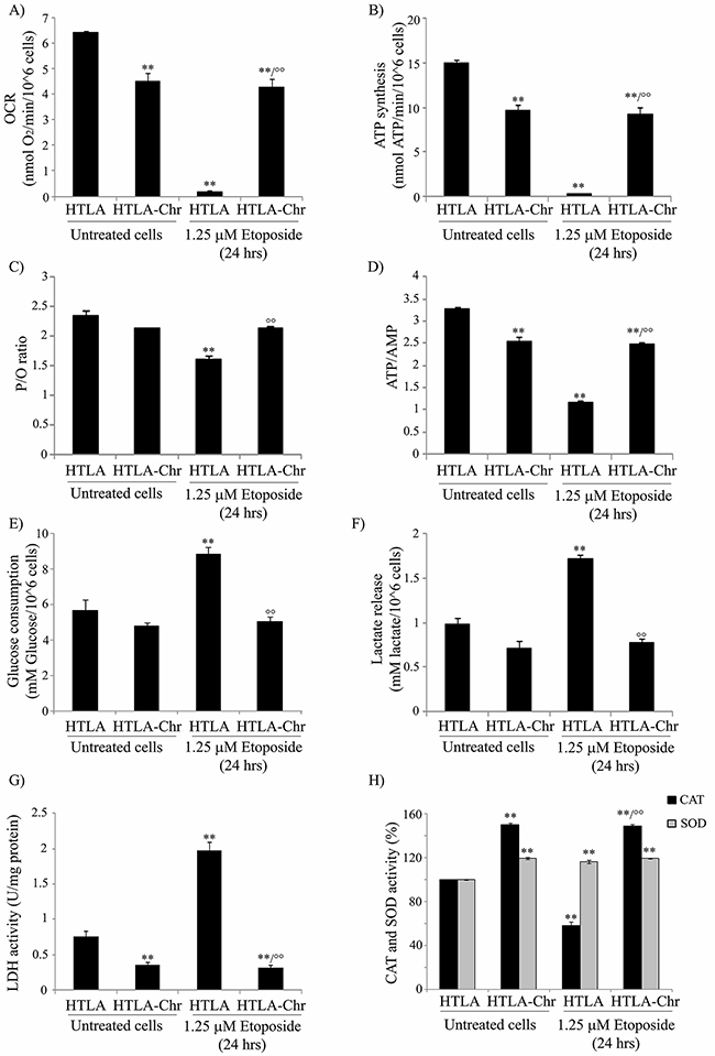 HTLA-Chr cells have a major oxygen consumption, an increased oxidative phosphorylation and an up-regulation of catalase activity.