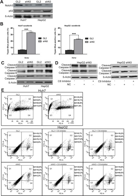 Notch3 KD enhances the proapoptotic effect of sorafenib in vitro.