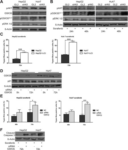 pGSK3&#x3b2;ser9 expression is regulated by Notch3 and enhances the effect of sorafenib.