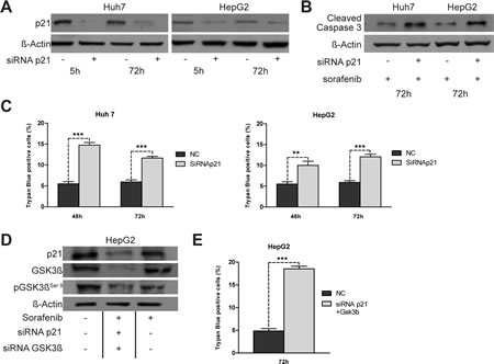 Effects of knockdown of p21 expression on apoptosis induced by sorafenib.