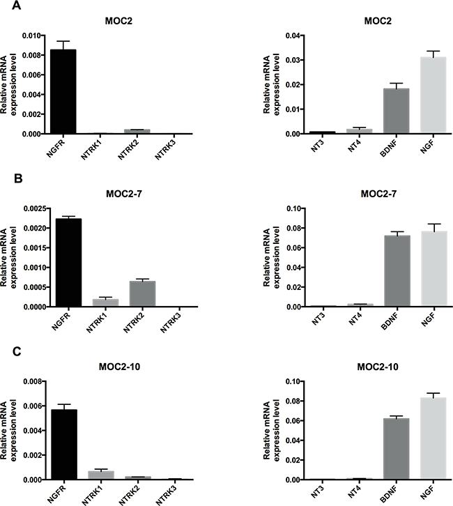 Neurotrophin receptor and neurotrophin expression in murine oral squamous cell carcinoma cell lines.