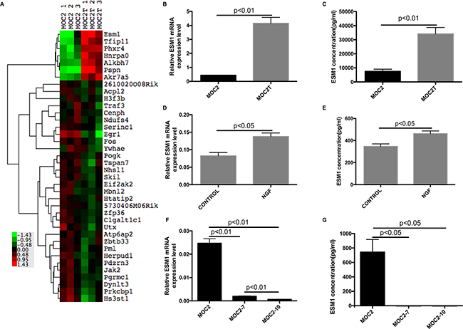 NGFR regulates expression of ESM1.