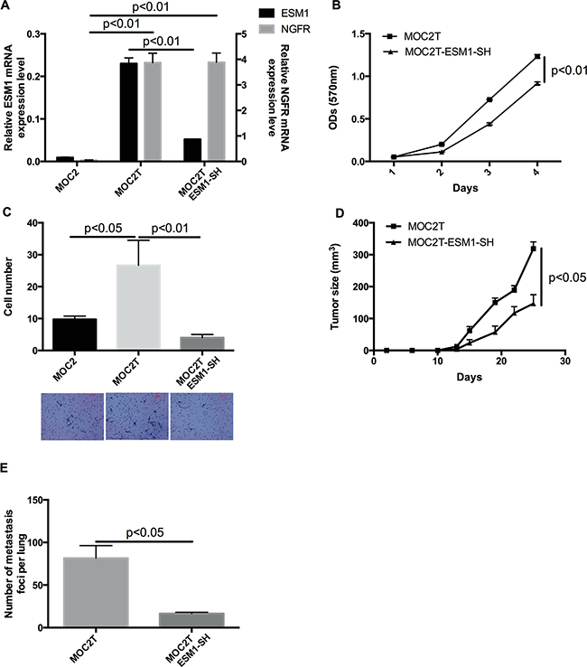 ESM1 knockdown abrogates the invasive and metastatic phenotype induced by NGFR in MOC cells.