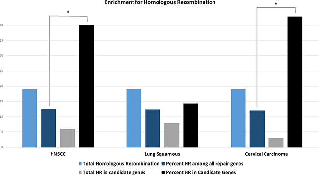Bars indicate the total number of homologous recombination (HR) genes across all DNA repair genes (light blue), the total number of HR genes in the respective DNA repair candidate genes (grey), the percentage of HR genes among all repair genes (dark blue) and the percentage of HR genes in all DNA repair candidate genes (black) in the respective cancer types.