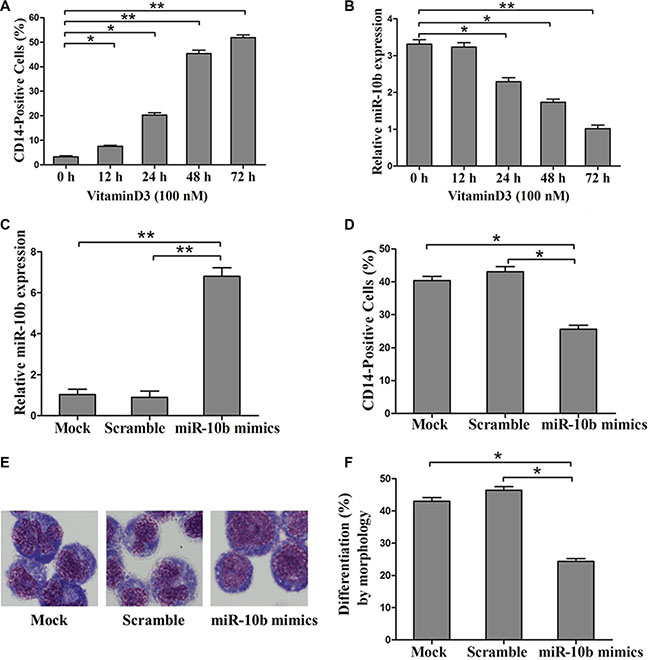 Overexpression of miR-10b inhibits myeloid differentiation of HL60 cells.