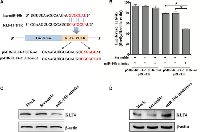 KLF4 is a direct target of miR-10b.