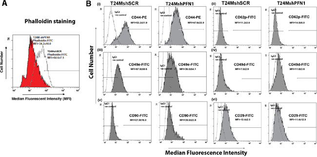 Downregulation of PFN1 results in alterations in actin polymerization and cell surface antigen expression.