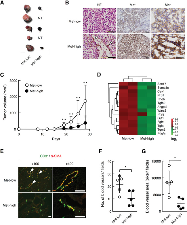 Tumorigenicity and tumor growth of Met-low and Met-high cells subcutaneously implanted in syngenic mice.