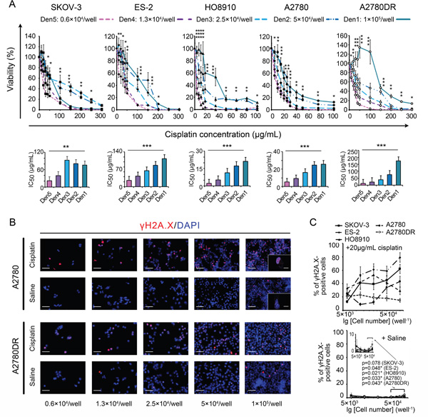 Comparisons of MTT assay-based dose-response curves at different seeding densities.