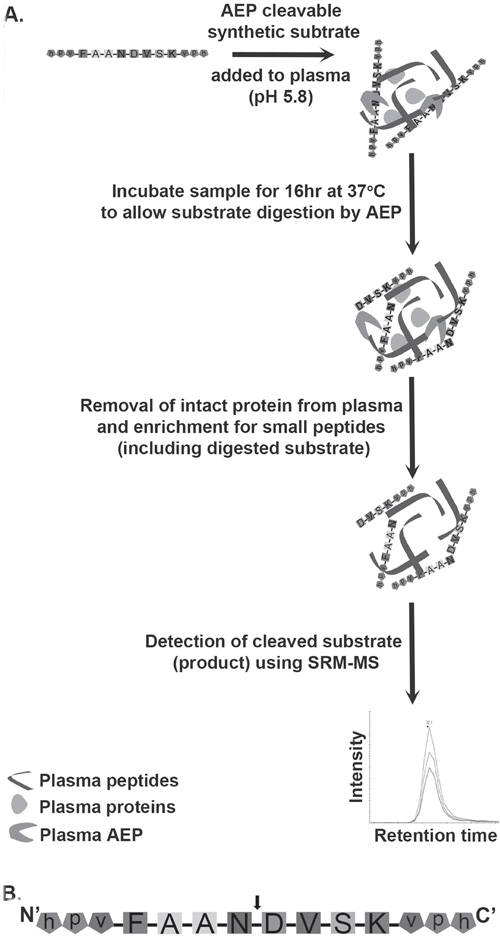 Schematic diagram of the workflow involved in assaying AEP activity in plasma samples.