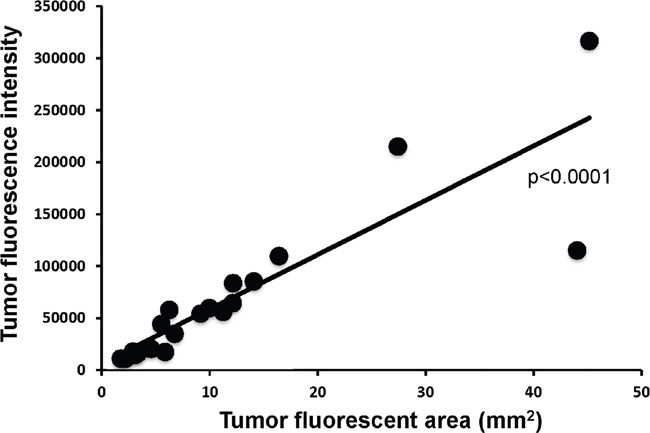 Correlation of tumor fluorescent area in tumor fluorescence intensity.