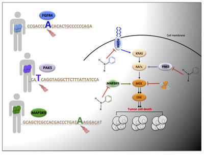 Targeted genetic dependency screen to identify novel actionable mutations; mutated FGFR4, MAP3K9 and PAK5 are illustrated examples.