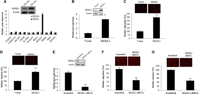 Overexpression of SH3GL3 enhances the migration and invasion of H929 myeloma cells; while knocking-down SH3GL3 leads to a significant reduction in U266 myeloma cells migration/invasion.