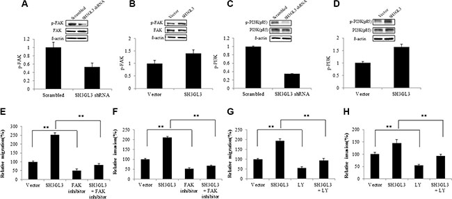 SH3GL3-induced myeloma cells migration/invasion is mediated through the activation of FAK/PI3K signaling pathway.