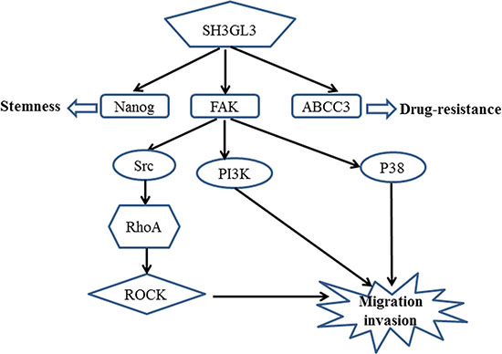 A schematic representation of the proposed mechanism for the SH3GL3-mediated migration/invasion, stemness and drug resistance of myeloma cells.