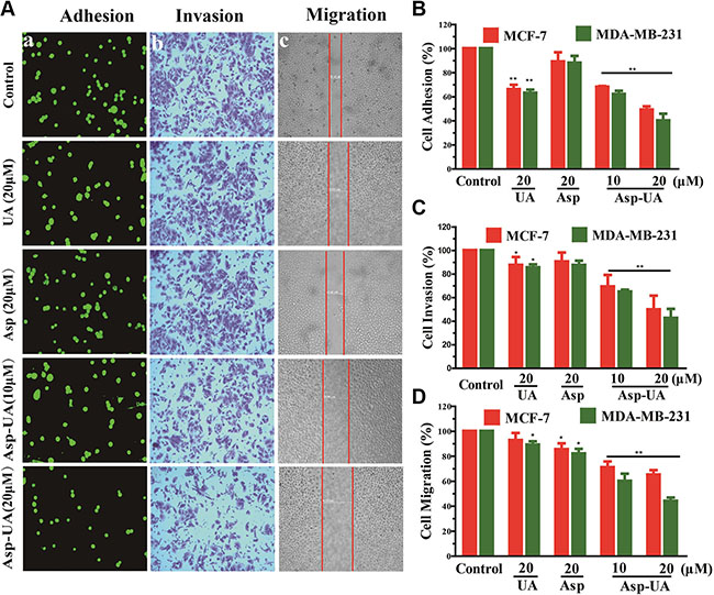 Effects of Asp-UA on metastasis of breast cancer cells in vitro.