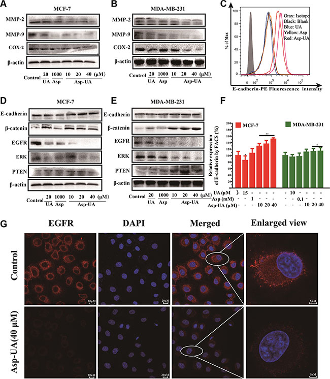 Influence of Asp-UA on the cell invasion molecules, EMT and EGFR related cell signaling pathways.