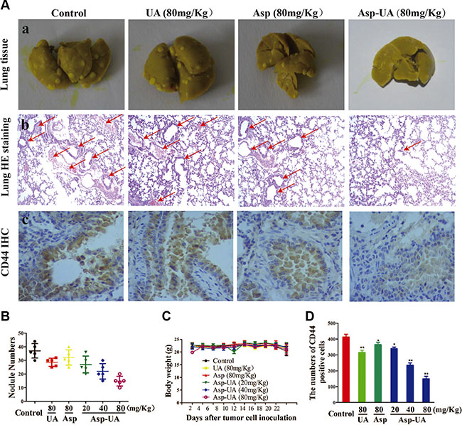 Effects of Asp-UA on metastasis of breast cancer in vivo.