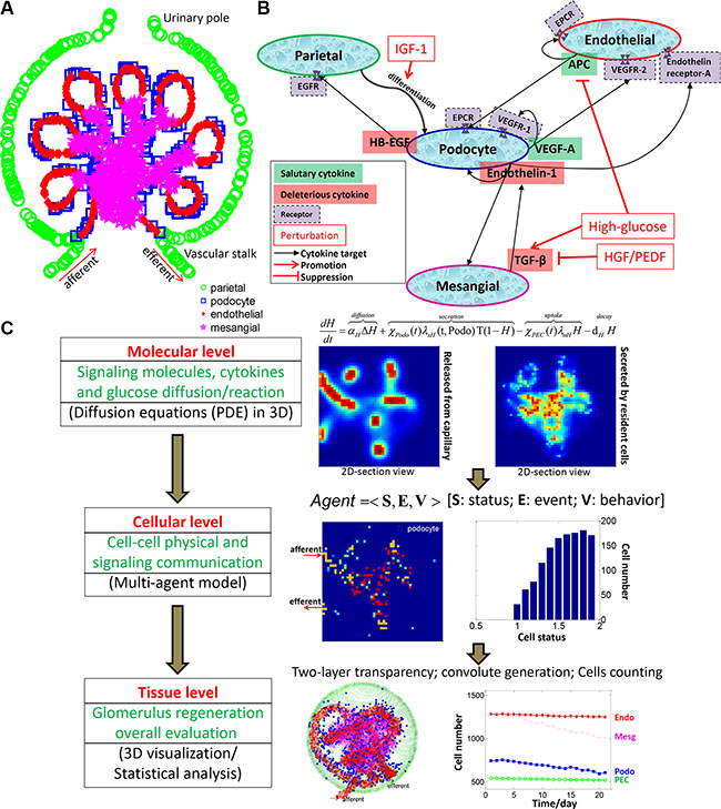 Overview of the 3D multi-scale multi-agent systems model for podocyte regeneration.