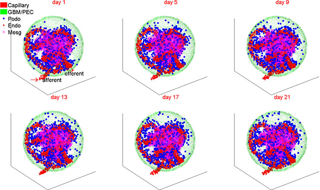 A representative simulation of 3D glomerular cell dynamics under normal condition.