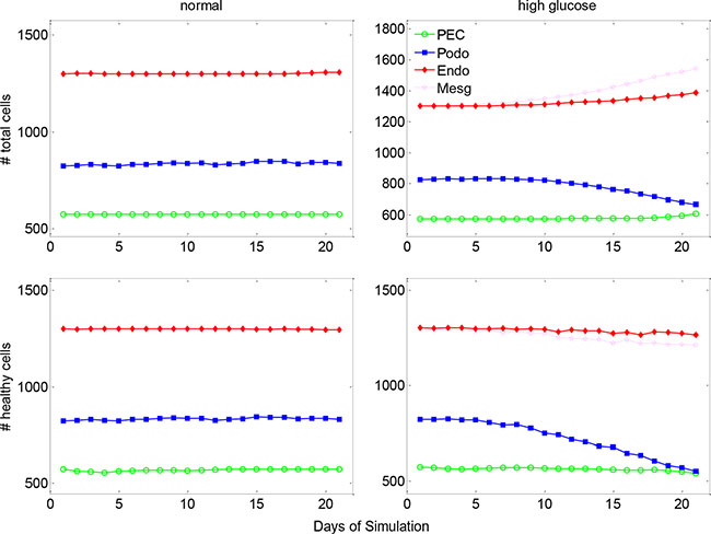 The dynamic changes of glomerular cell numbers under normal and high glucose conditions.