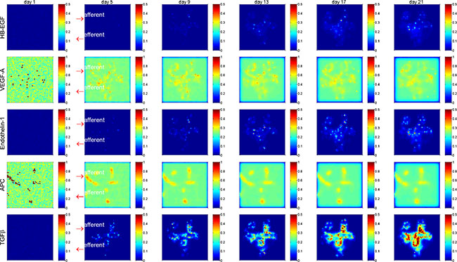 Spatial and temporal distribution of critical cytokines in a glomerulus under high glucose condition.