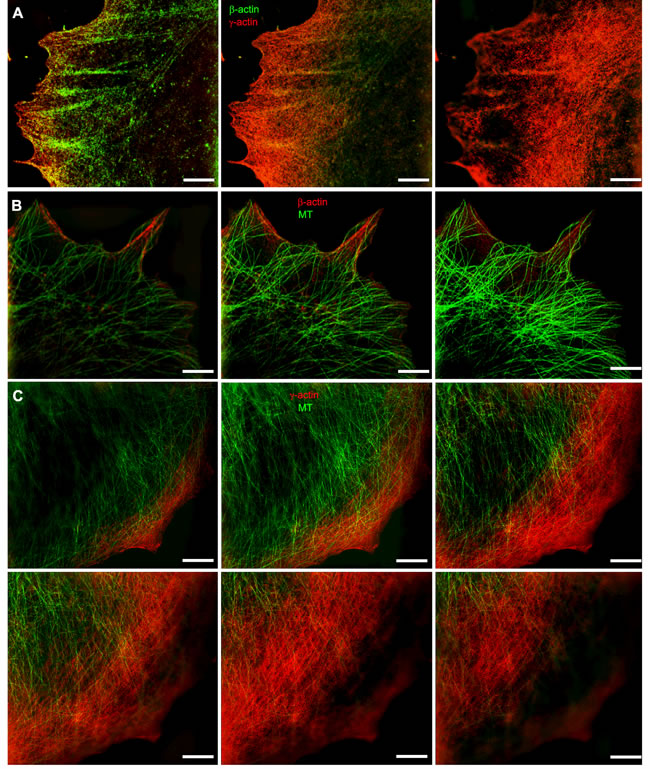 Codistribution of cytoplasmic actins with microtubules at the leading edge of MCF7 cells.