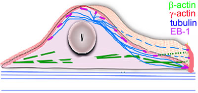 The radial 3D microtubule array in combination with the cytoplasmic actin.