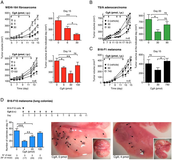 Effects of CgA on tumor growth in the WEHI-164 fibrosarcoma, TS/A adenocarcinoma and B16 melanoma models.