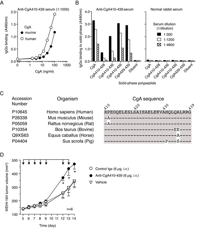 Neutralization of endogenous murine CgA with antibodies against the C-terminal region promotes the growth of subcutaneous WEHI-164 tumors.