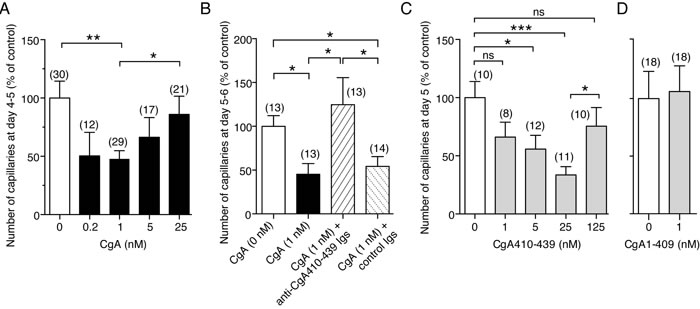 Effects of CgA and its C-terminal region on capillary sprouting from rat aortic rings (RAR).