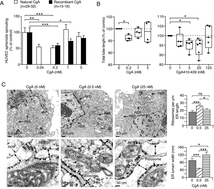 Effects of CgA and its C-terminal fragment on endothelial cells.